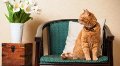 Crvene mačke (fotografije): sunčani simboli sreće, toplina i materijala dobrobiti